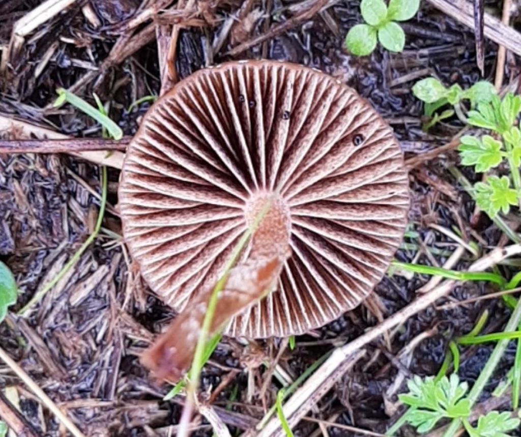 Psilocybe coprophila